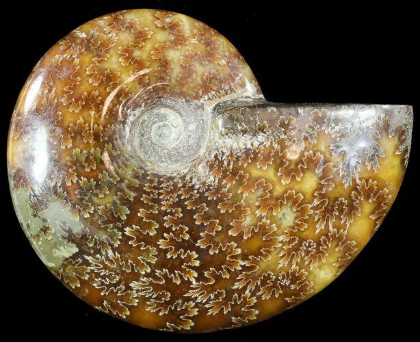 Wide Polished Cleoniceras Ammonite - Madagascar #49431